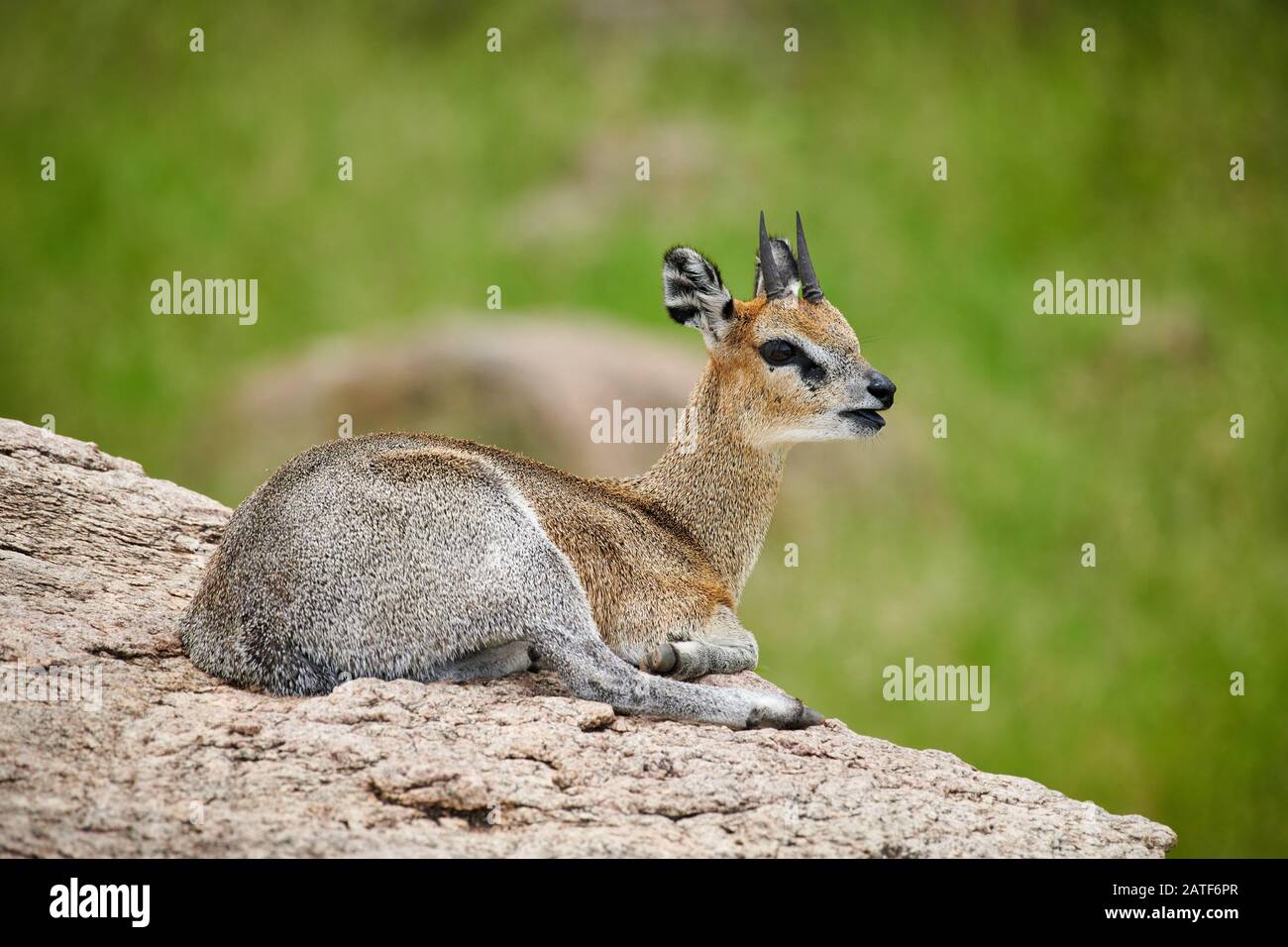 Klipspringer antilope (Oreotragus oreotragus), Parc national de Manyara, Tanzanie, Afrique Banque D'Images