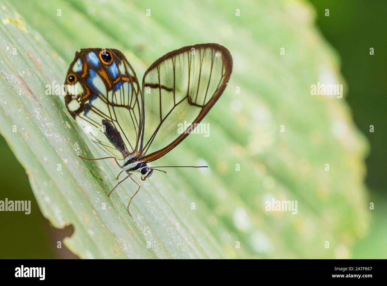 Hypaesia Satyr - Pseudohaetera hypaesia, papillon spécial à pied de balai avec ailes transparentes des forêts d'Amérique du Sud, des pentes andines orientales, Sumaco Banque D'Images