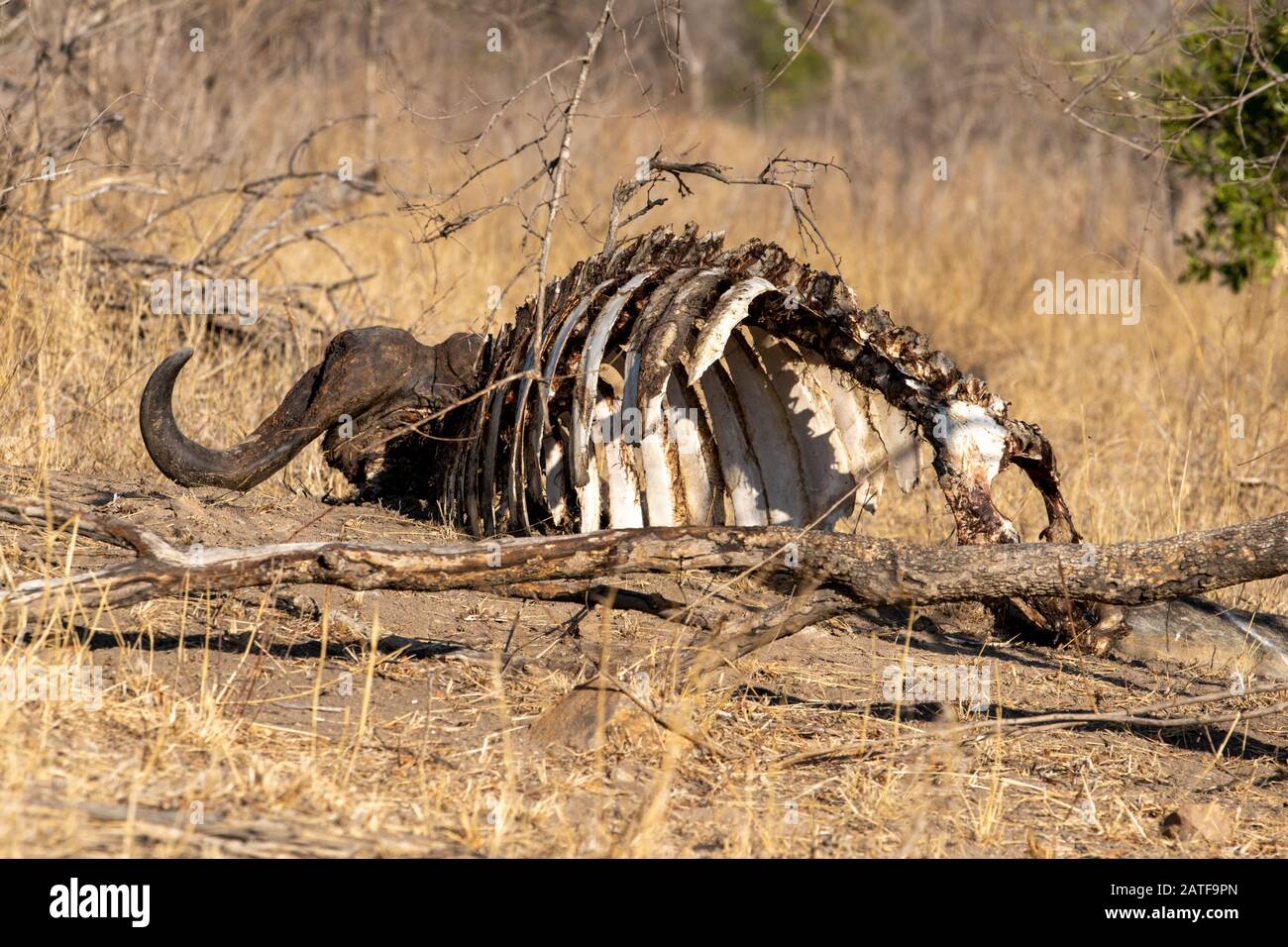 Une carcasse de buffle dans l'herbe dans le parc national Kruger Banque D'Images