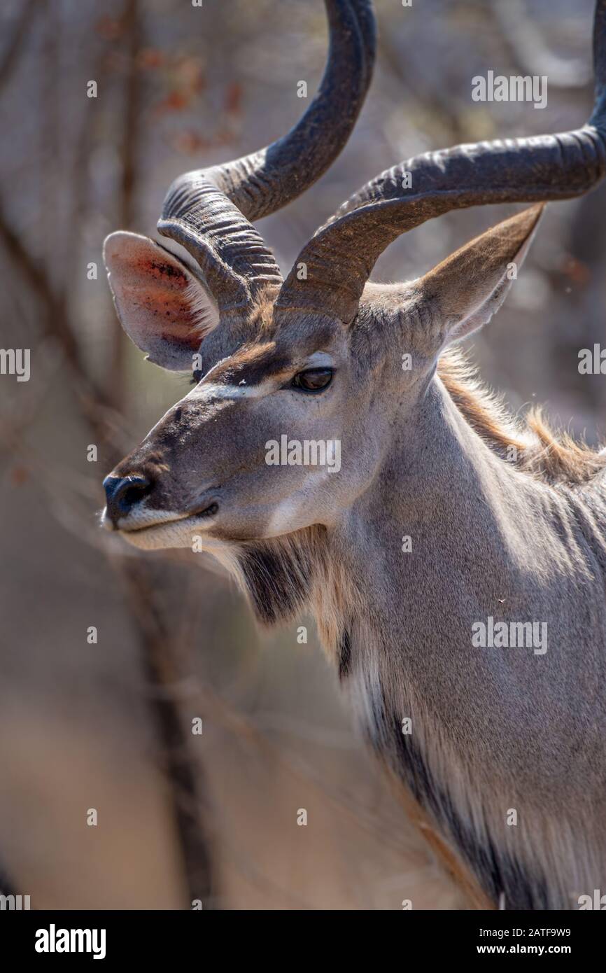 Un coup de tête d'une kudu dans le parc national Kruger. Banque D'Images