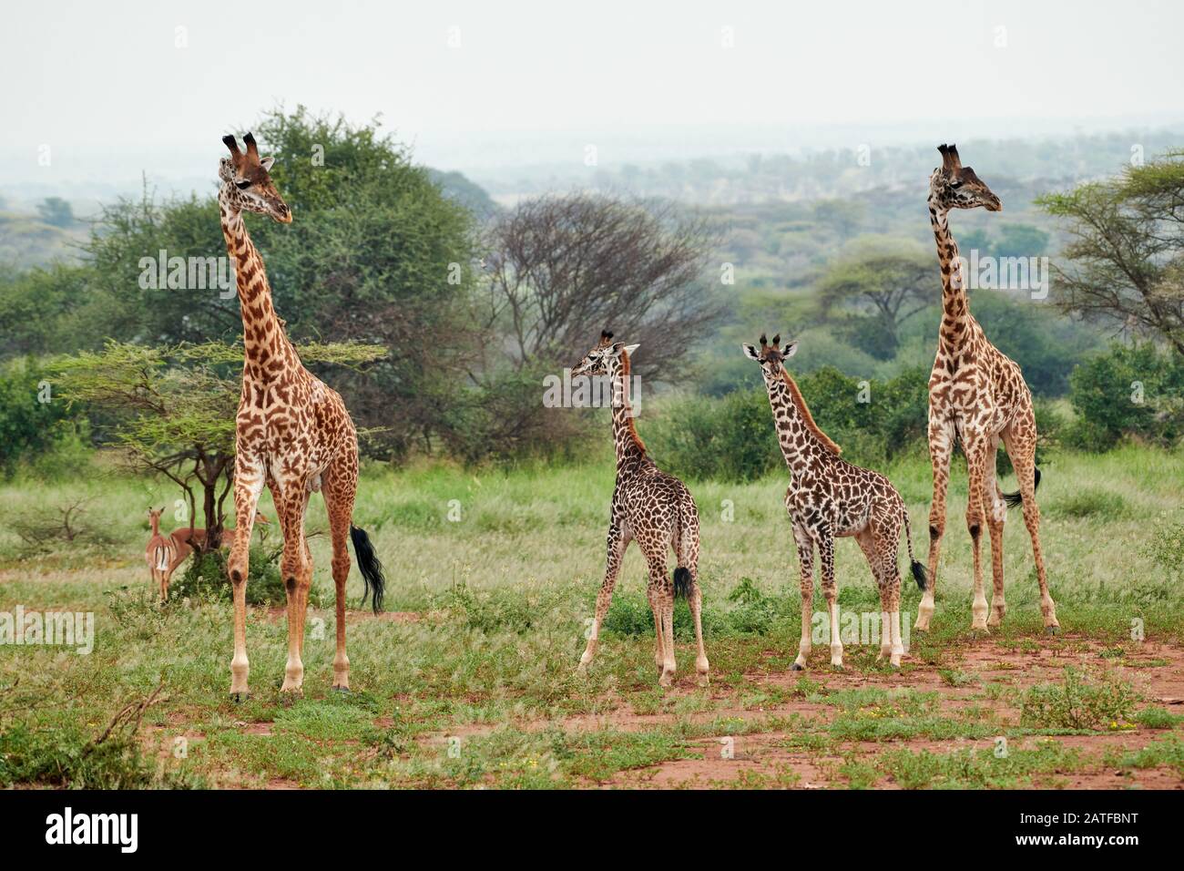 Masmai girafes 'Giraffa camelopardalis tippelskirchi' à Serengeti, Parc National Serengeti, site du patrimoine mondial de l'UNESCO, Tanzanie, Afrique Banque D'Images