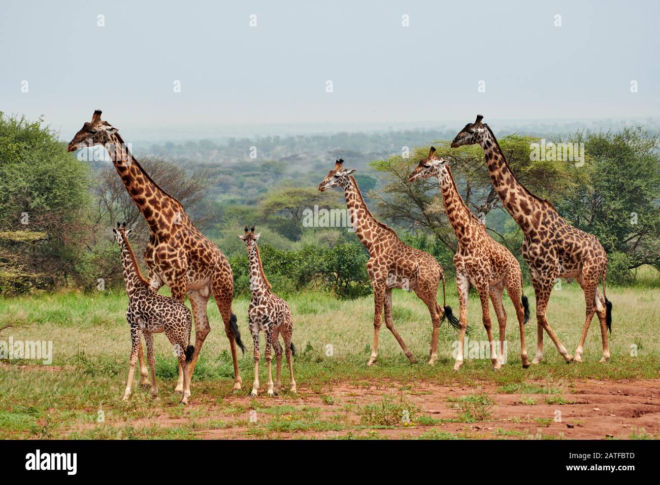 Masmai girafes 'Giraffa camelopardalis tippelskirchi' à Serengeti, Parc National Serengeti, site du patrimoine mondial de l'UNESCO, Tanzanie, Afrique Banque D'Images