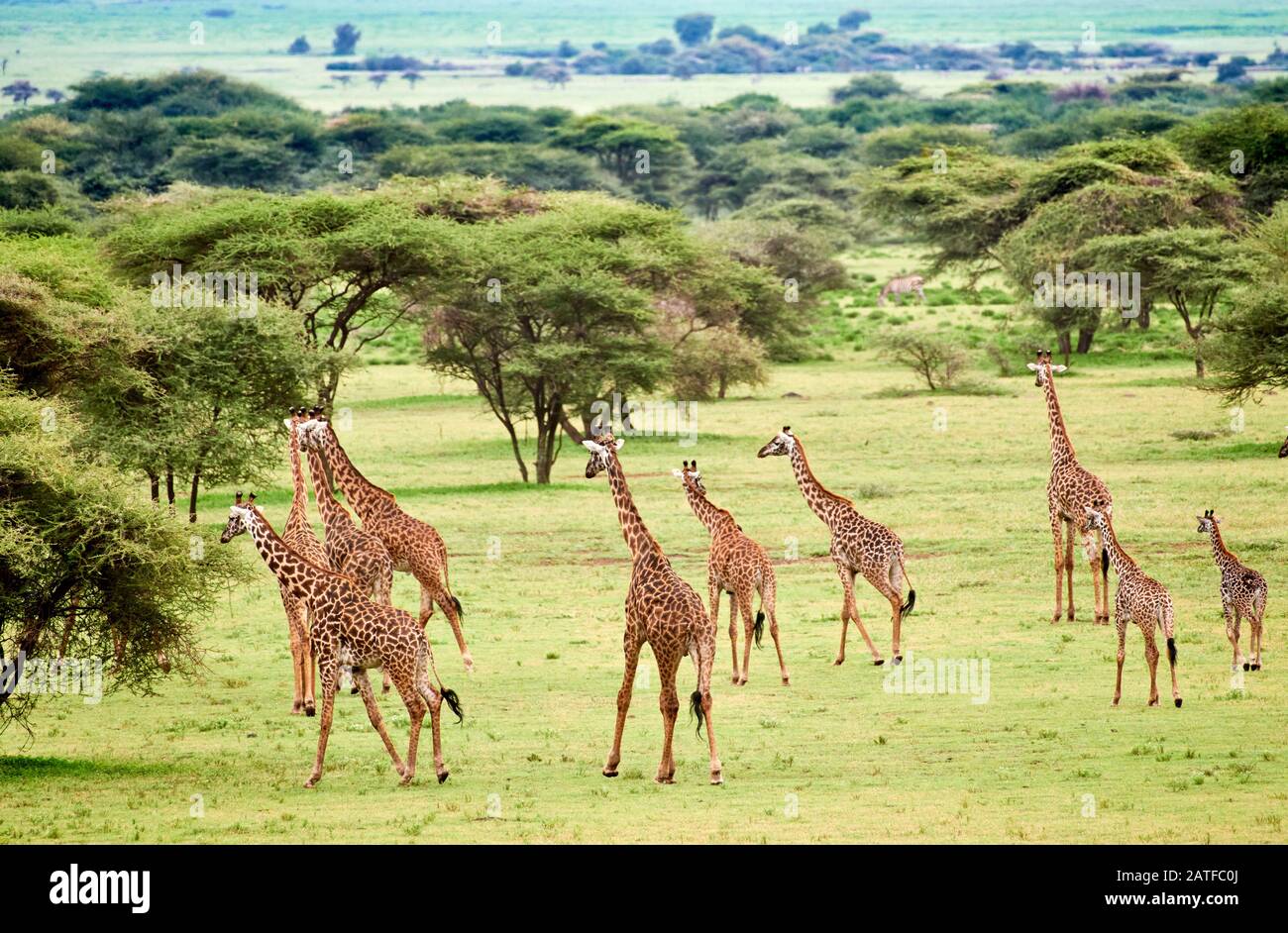 Masmai girafes 'Giraffa camelopardalis tippelskirchi' à Serengeti, Ngorongoro conservation Area, UNESCO World Heritage site, Tanzanie, Afrique Banque D'Images