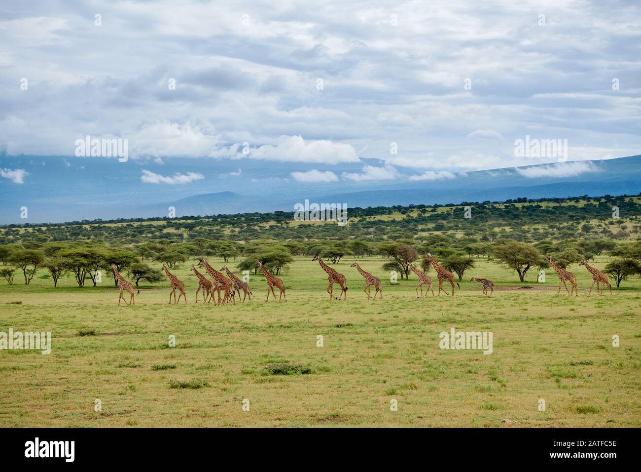 Masmai girafes 'Giraffa camelopardalis tippelskirchi' à Serengeti, Ngorongoro conservation Area, UNESCO World Heritage site, Tanzanie, Afrique Banque D'Images