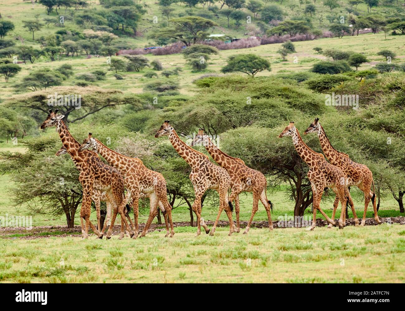 Masmai girafes 'Giraffa camelopardalis tippelskirchi' à Serengeti, Ngorongoro conservation Area, UNESCO World Heritage site, Tanzanie, Afrique Banque D'Images