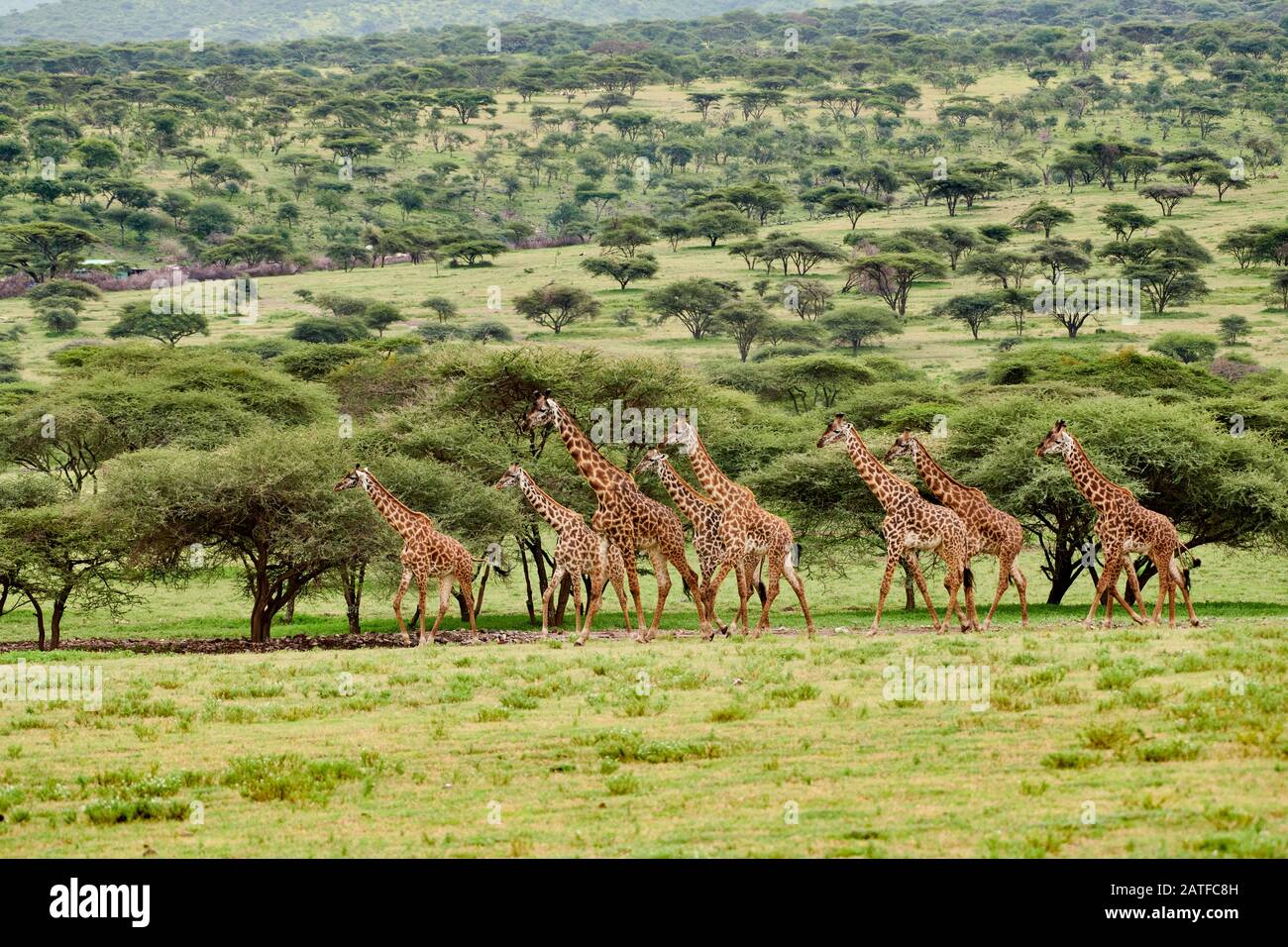 Masmai girafes 'Giraffa camelopardalis tippelskirchi' à Serengeti, Ngorongoro conservation Area, UNESCO World Heritage site, Tanzanie, Afrique Banque D'Images