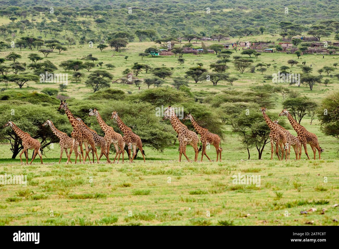 Masmai girafes 'Giraffa camelopardalis tippelskirchi' à Serengeti, Ngorongoro conservation Area, UNESCO World Heritage site, Tanzanie, Afrique Banque D'Images