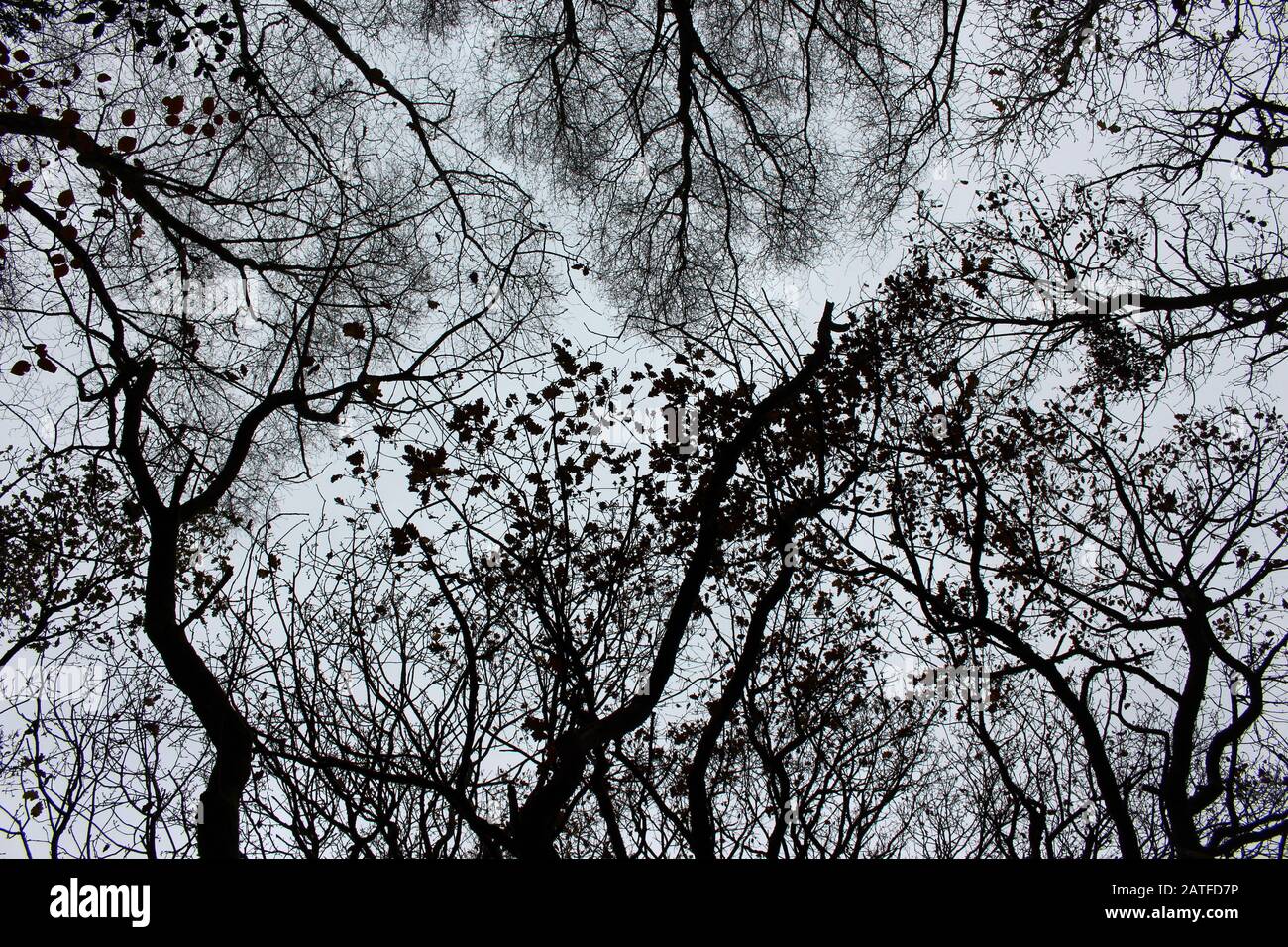 Une photo regardant vers le haut dans un bois avec une convergence de branches et de feuillage en contraste frappant avec un ciel gris couvert Banque D'Images