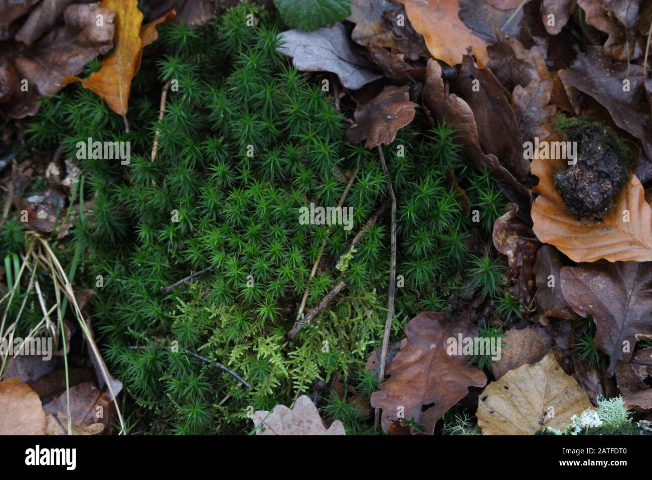 Une photo d'une parcelle de mousse sur un sol forestier entouré de débris de feuilles et de bois Banque D'Images