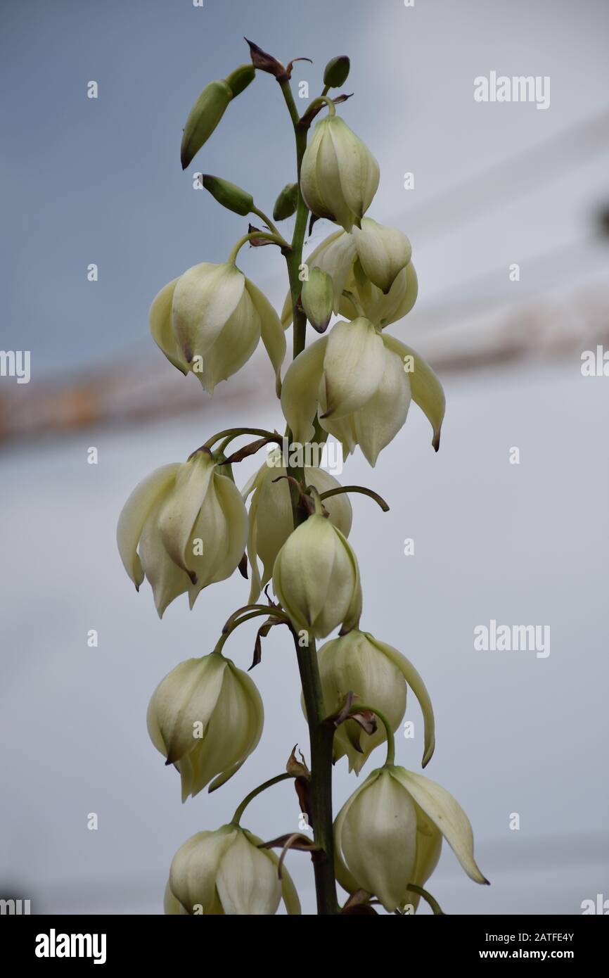 Fleurs blanches avec de petites cloches se forment sur une tige verte Photo  Stock - Alamy