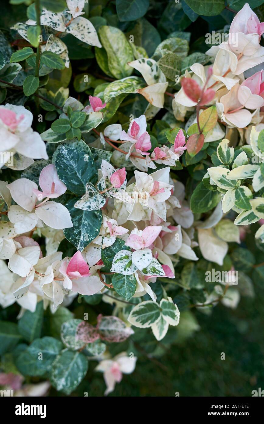 Trachelospermum jasminoides tricolore feuillage Banque D'Images