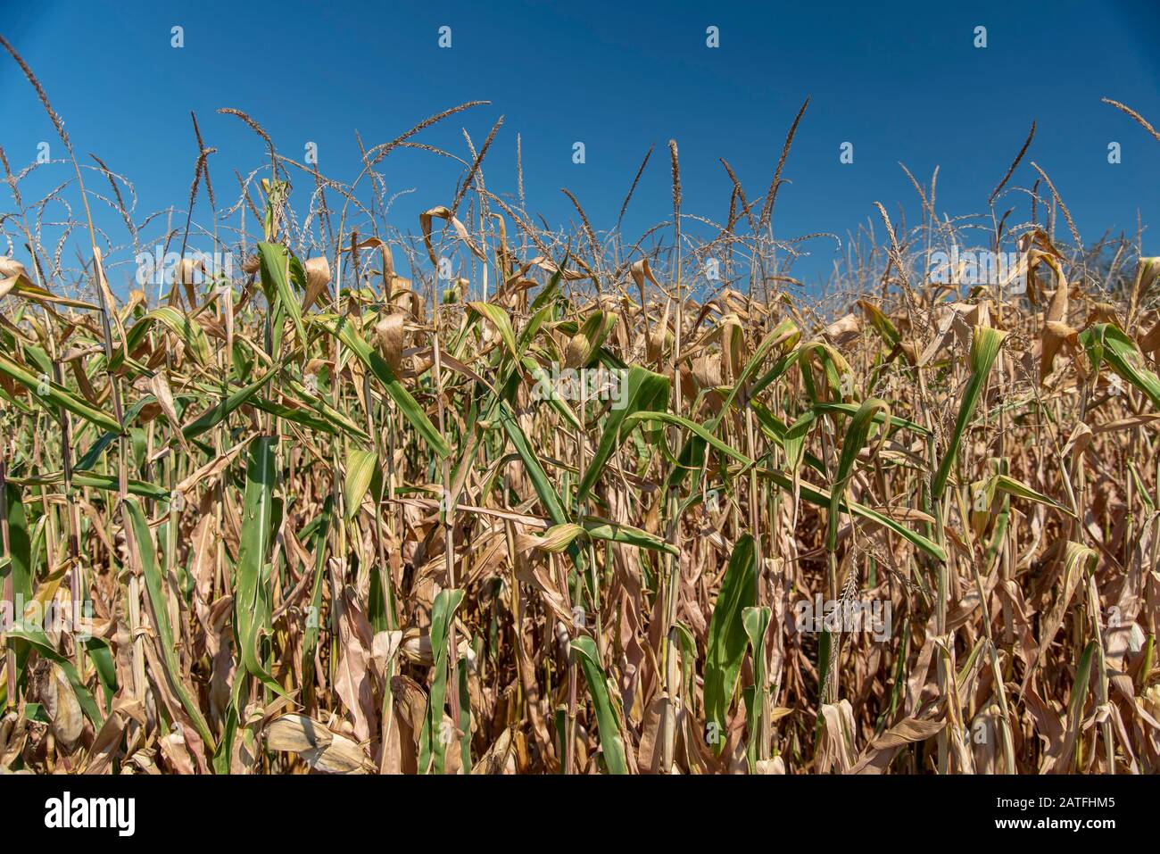 Croissance Du Maïs Mûr Sur Le Terrain. Champ De Maïs Mûr En Automne Banque D'Images