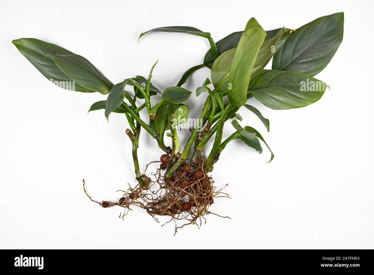 Racines de petites plantes exotiques avant le rempotage avec des granules d'argile expansée cultivés en semi-hydroponique passive sur fond blanc Banque D'Images