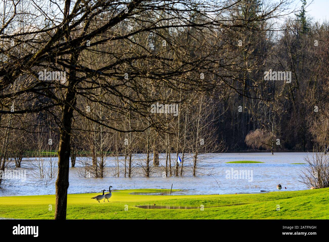 La Bernache du Canada (Branta canadensis) a inondé le vert de golf après une tempête de pluie Banque D'Images