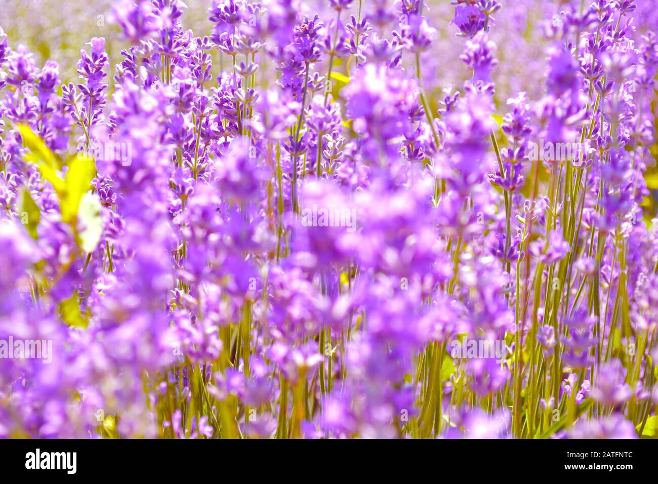 Lavenders fleurs. Ontario, Canada, Pays-Du-Prince-Édouard. Banque D'Images