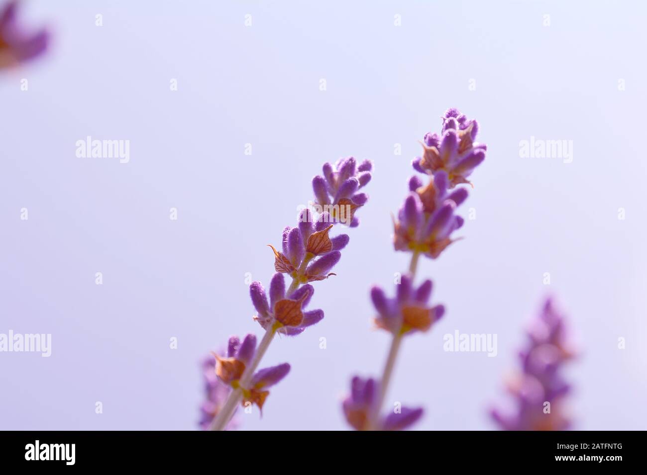 Les buissons de lavande se ferment au coucher du soleil. Buissons de fleurs de lavande fleuries. Fond violet de fleurs de champ. Ontario, Canada, Pays-Du-Prince-Édouard. Banque D'Images