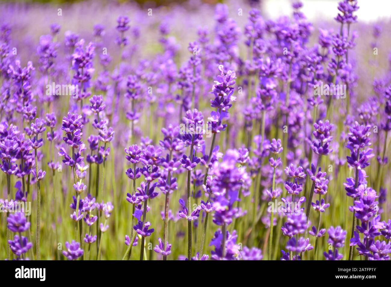Des buissons de lavande se rapprochant au coucher du soleil. Gros plan fleurs violettes de lavande. Provence Ontario, Canada, Pays-Du-Prince-Édouard. Banque D'Images