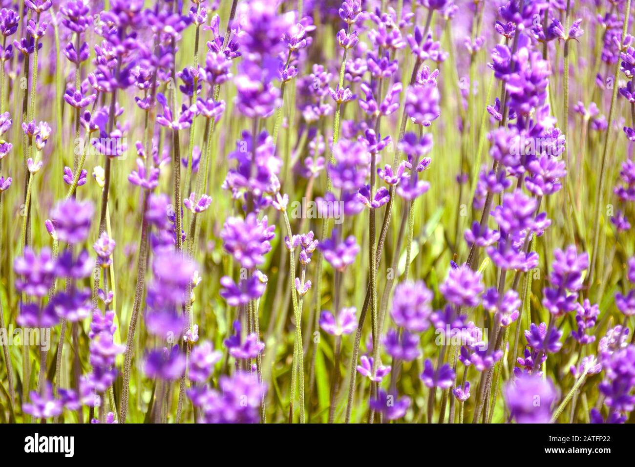 Des buissons de lavande se rapprochant au coucher du soleil. Gros plan fleurs violettes de lavande. Provence Ontario, Canada, Pays-Du-Prince-Édouard. Banque D'Images