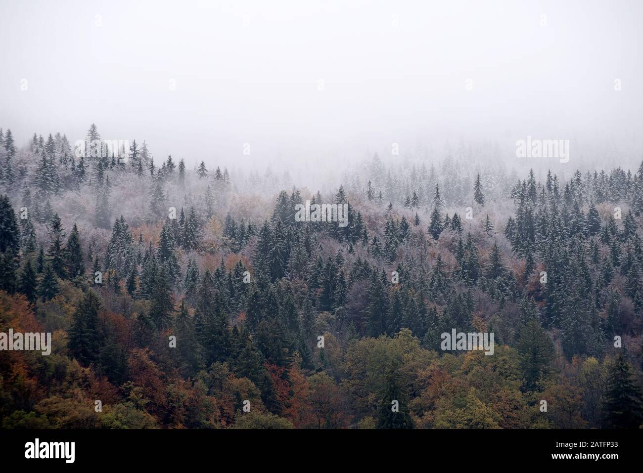 France, Haute-Savoie (74), Alpes, bois et brouillard, première neige Banque D'Images
