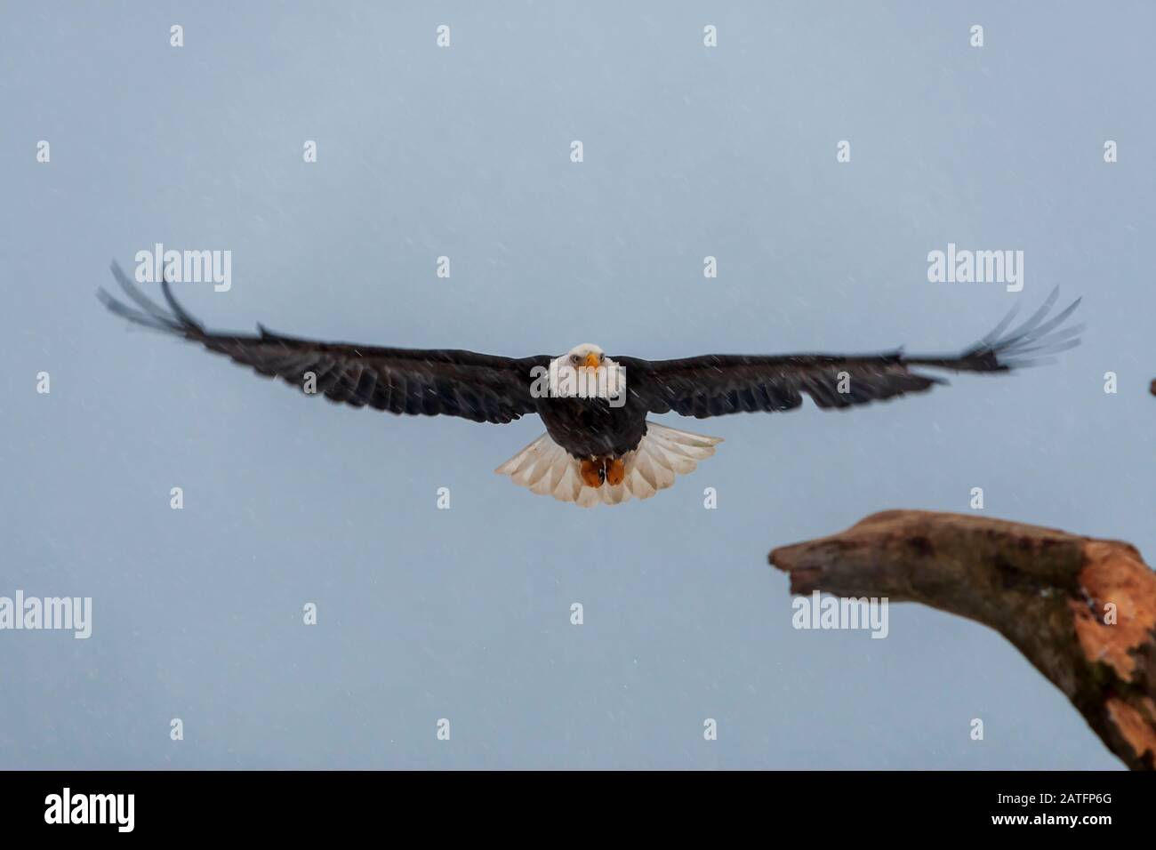 Aigle à tête blanche (Haliaetus leucocephalus) aigle à tête blanche mature en vol lors d'une douche à neige à Homer, en Alaska Banque D'Images