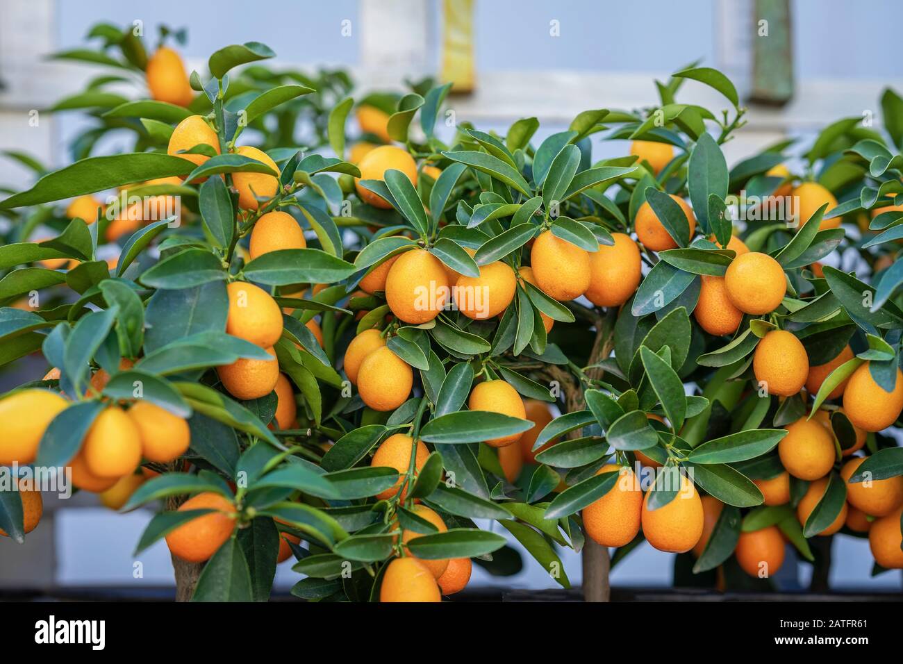 Fruits riches récoltent des fruits exotiques kumquat sur des mini arbres en serre. Banque D'Images