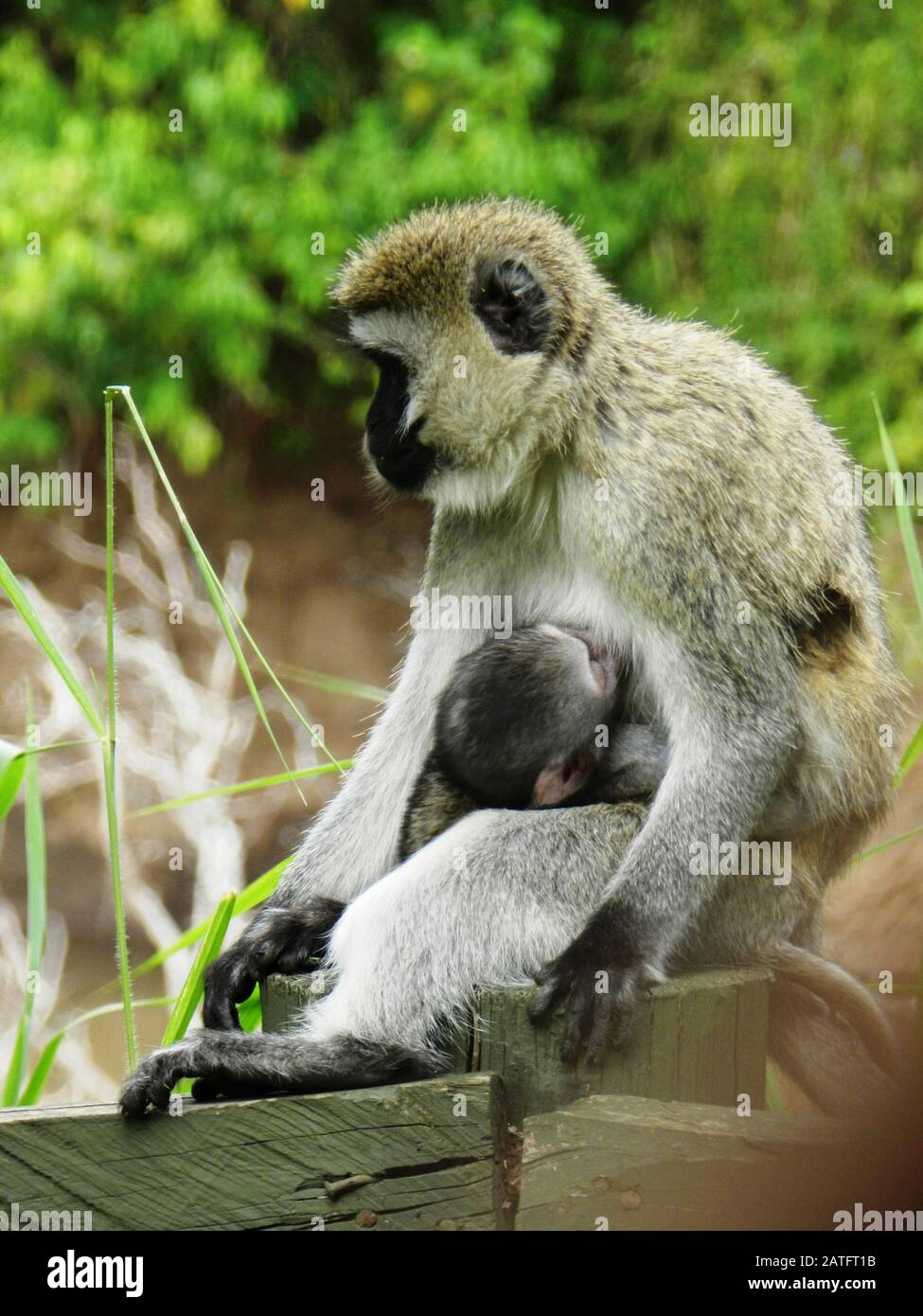 Gros plan d'une femelle de singe vervet alimentant son cub, Kenya Banque D'Images
