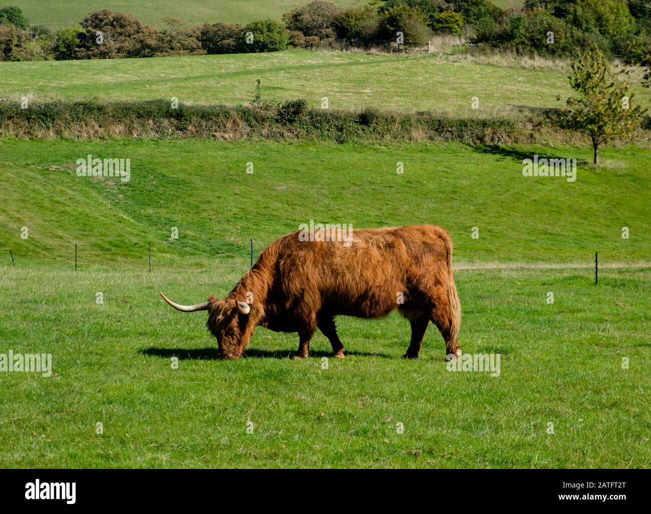 Highland Cattle fait partie du bétail des Lost Gardens d'Heligan à Cornwall Banque D'Images