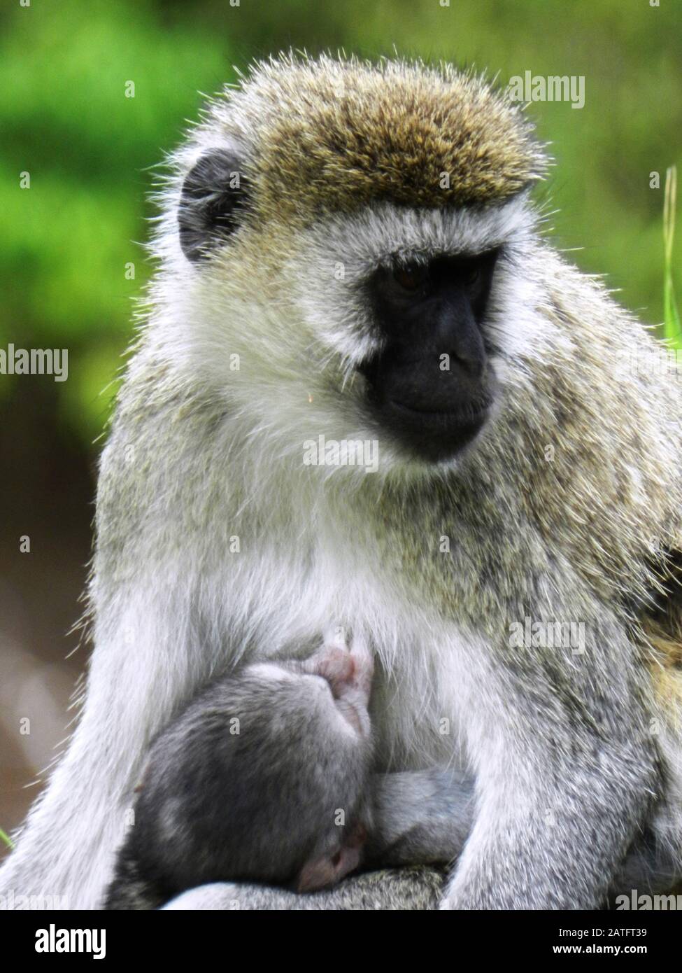 Gros plan d'une femelle de singe vervet alimentant son cub, Kenya Banque D'Images
