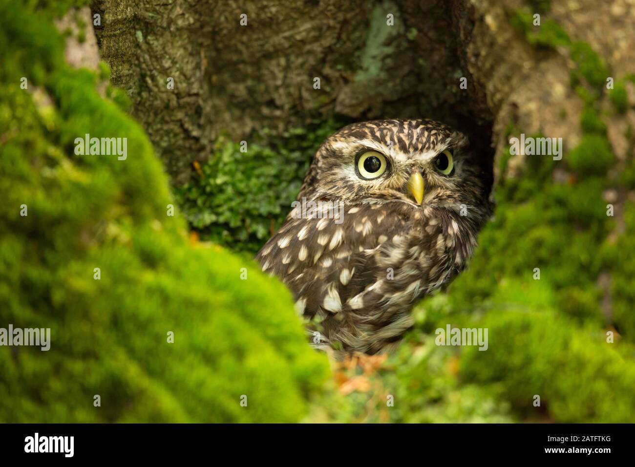 La petite chouette (Athene noctua) est un oiseau qui habite une grande partie des régions tempérées et chaudes de l'Europe, de l'Asie à l'est de la Corée et de l'Afrique du Nord. Banque D'Images