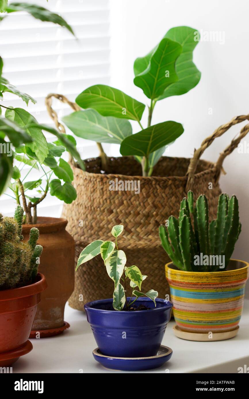 Diverses plantes intérieures en pots et un panier en bambou sur le seuil de la fenêtre. Banque D'Images