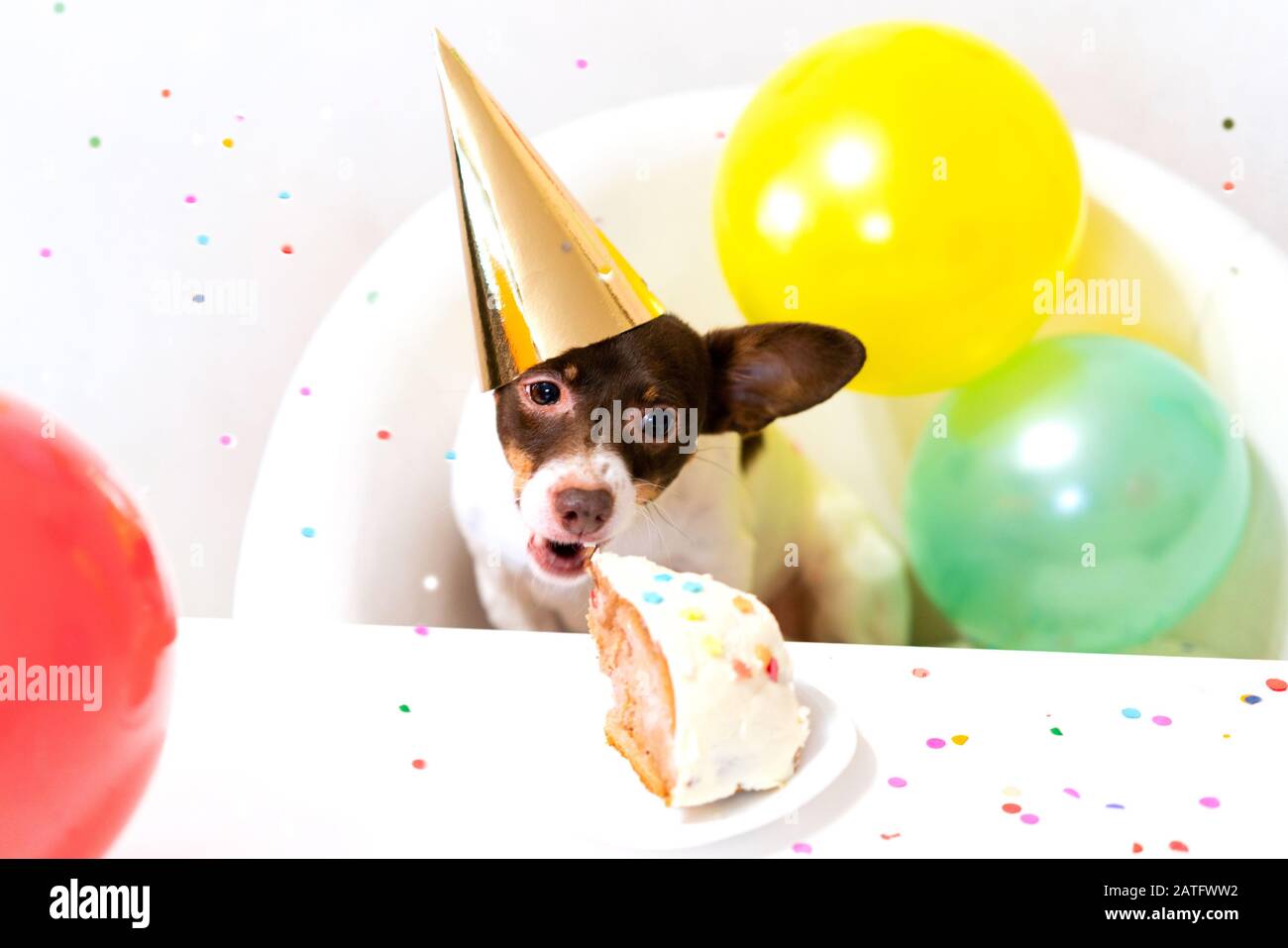 Joli Petit Chien Drole Dans Chapeau De Fete Avec Un Gateau D Anniversaire Manger Gateau D Anniversaire Celebrant Son Anniversaire Fete D Anniversaire De Chien L Amour Des Animaux Domestiques Et Le Concept De Soins Photo