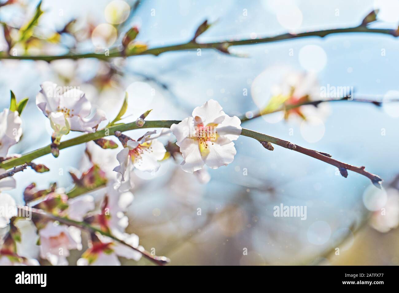 Gros gros flop fleurs d'amande tendre sur branche contre le ciel bleu avec bokeh artistique et tonifiée avec l'espace de copie. Concept de printemps Banque D'Images