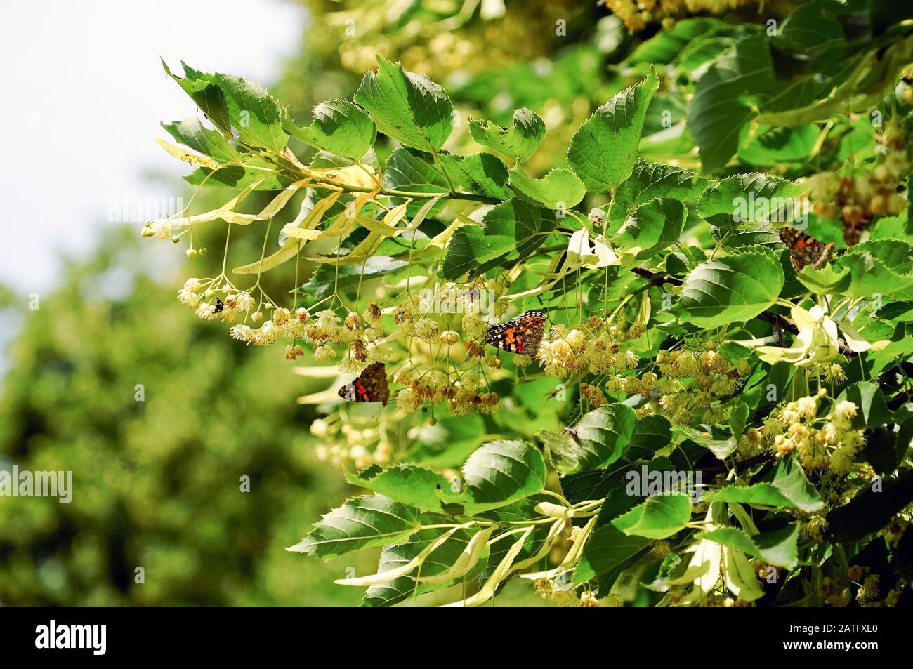 Branche d'un gros plan à fleurs de Linden le jour du soleil Banque D'Images