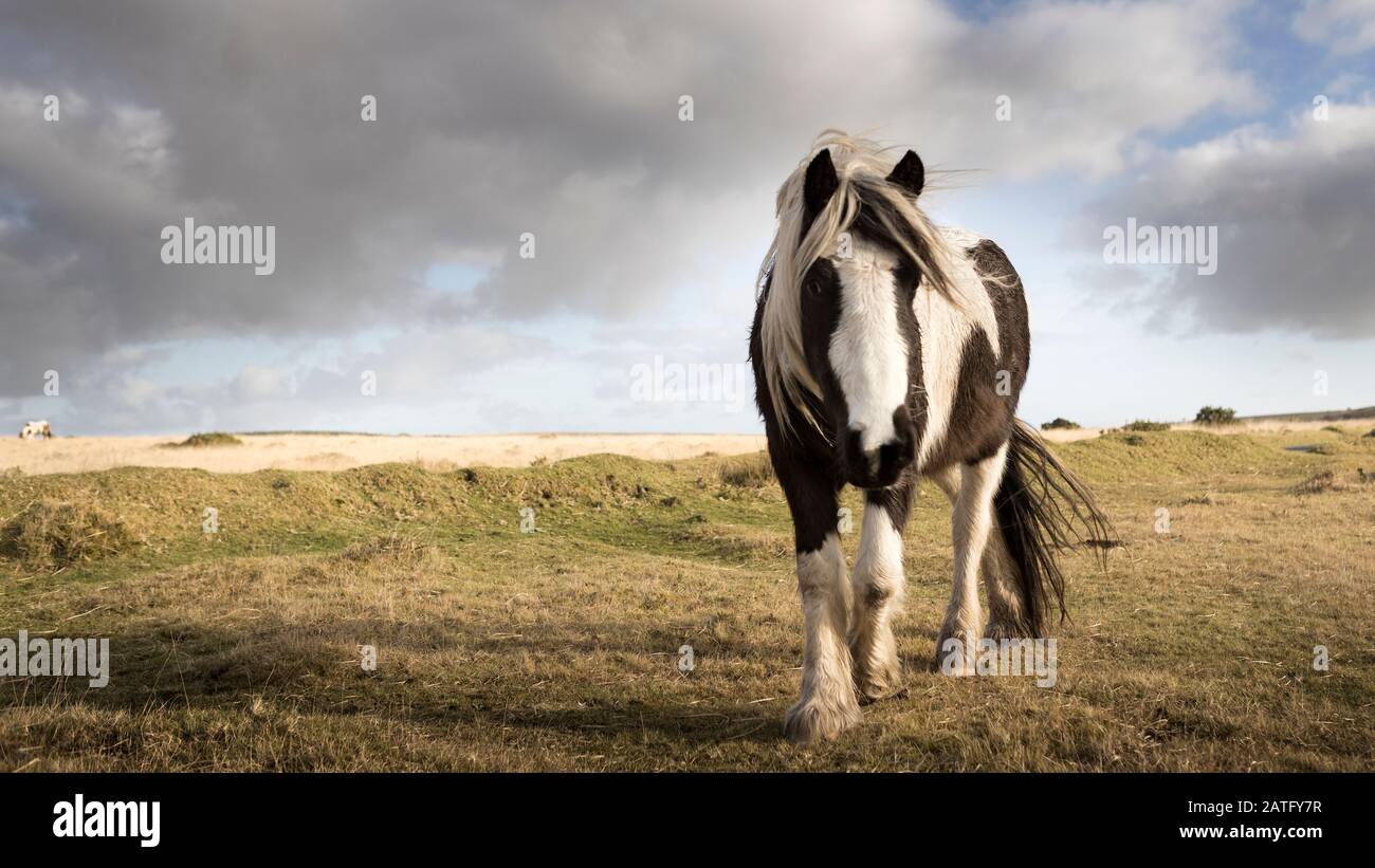 Un poney sauvage de Bodmin Moor pacage sous un ciel nuageux spectaculaire Banque D'Images