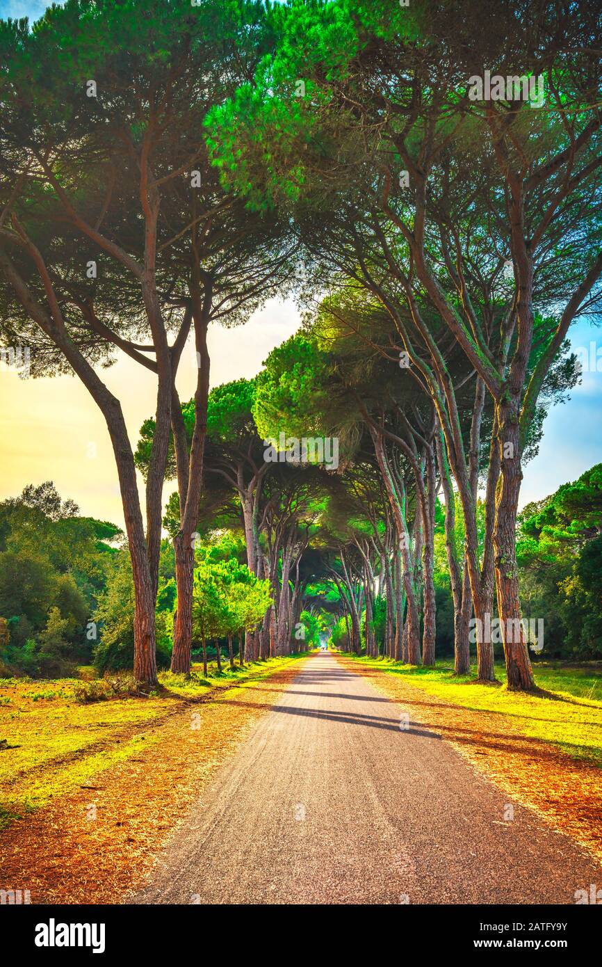 Le parc de San Rossore et Migliariino, sentier de pine tree forêt brumeuse ou pinède. Pise, Toscane, Italie Europe Banque D'Images