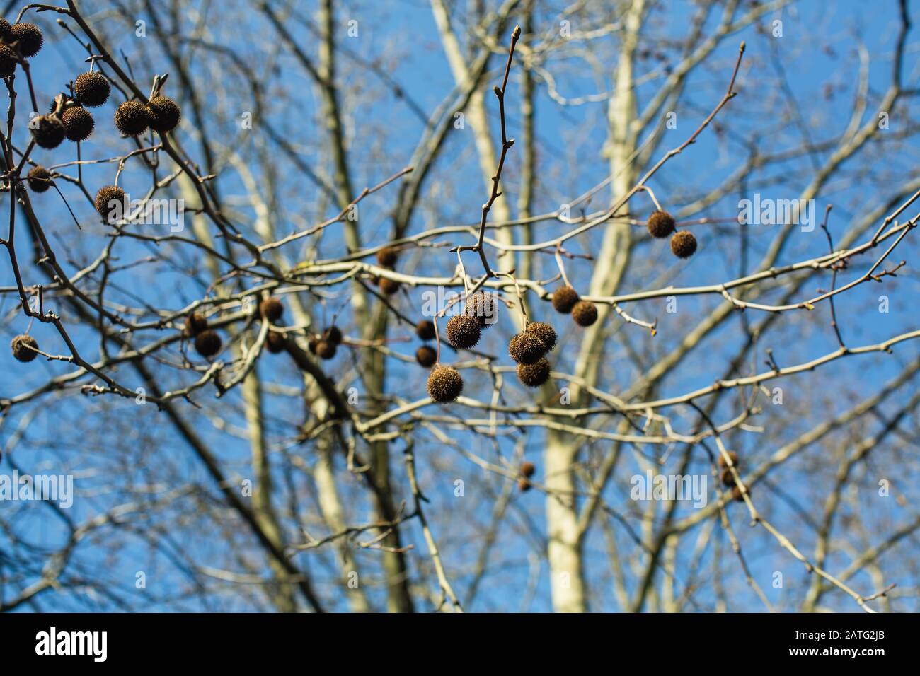 Texture de la planetree londonienne (Platanus x acerifolia) également connue sous le nom d'avion londonien ou d'avion hybride. Banque D'Images