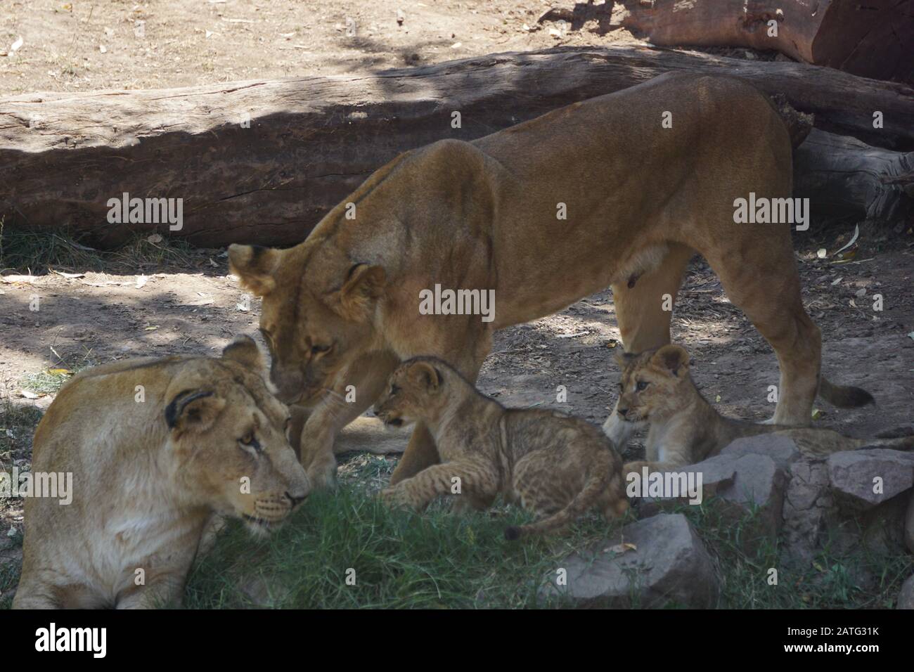 petits lions bébés dans le désert du sahara Banque D'Images