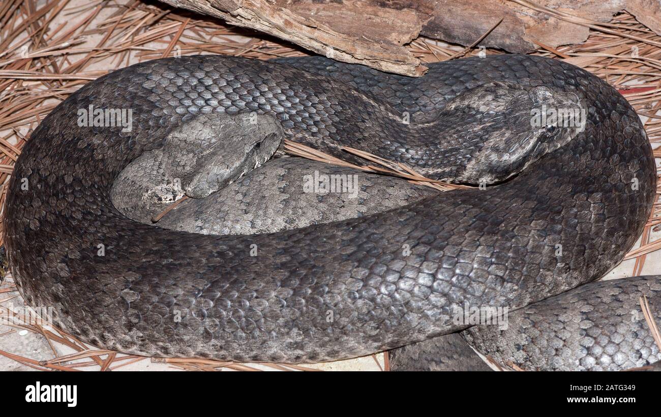 Adders De Décès Communs Banque D'Images