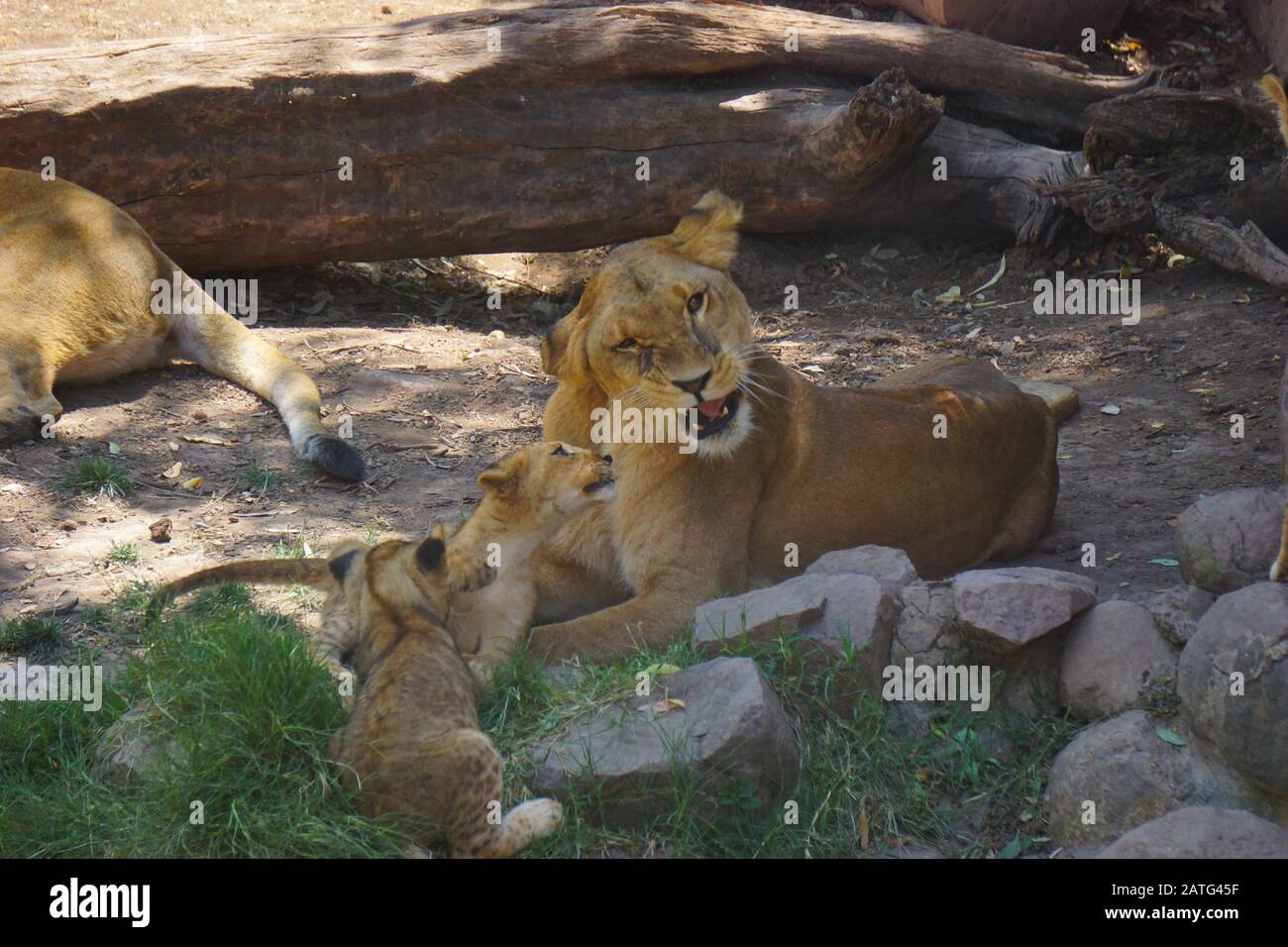 petits lions bébés dans le désert du sahara Banque D'Images