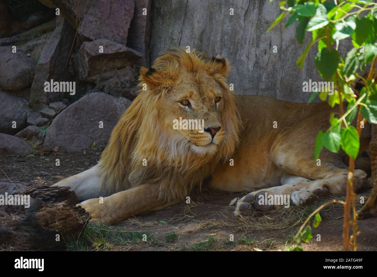 Un magnifique lion dans le désert du Sahara Banque D'Images