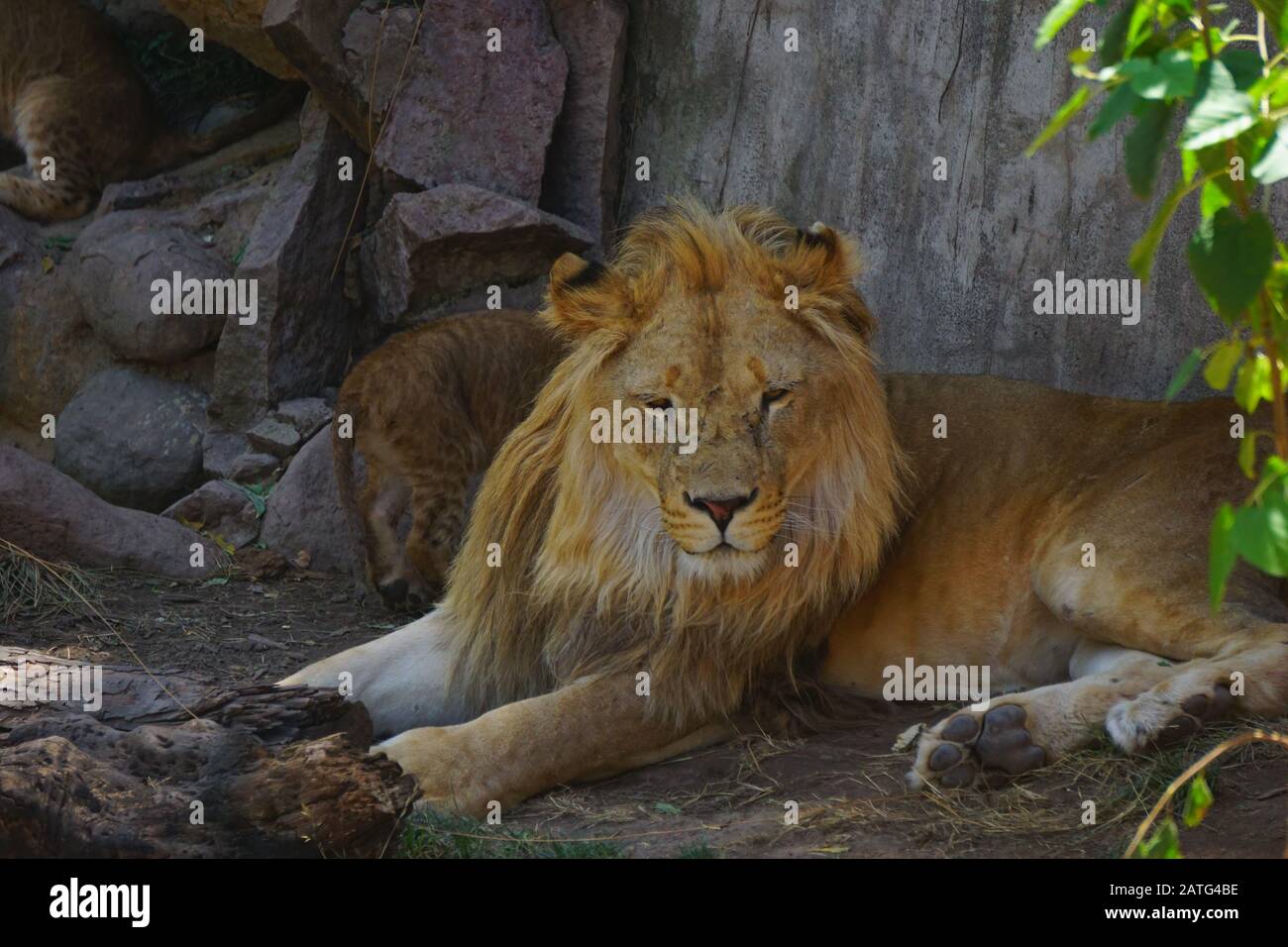 Un magnifique lion dans le désert du Sahara Banque D'Images