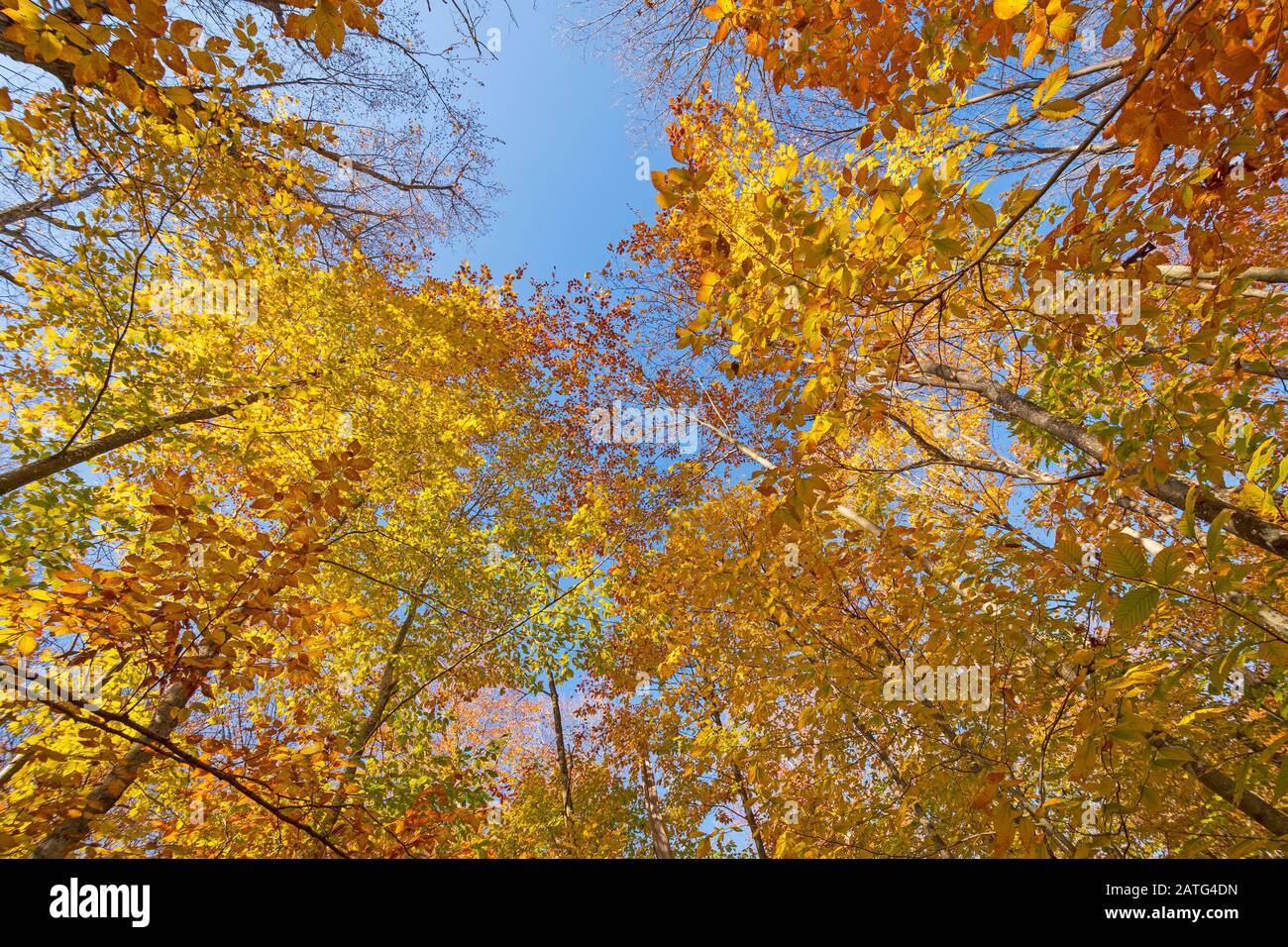 À la recherche des couleurs d'automne dans le parc national d'Adirondack à New York Banque D'Images