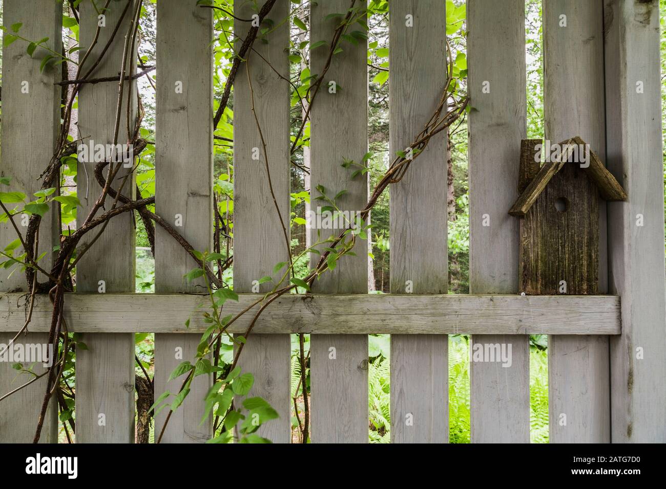 Actinidia kolomikta - Hardy Kiwi grimpant Vine poussant sur le gris tonnelle en bois avec cabane à oiseaux décorative dans le jardin de l'arrière-cour au printemps Banque D'Images