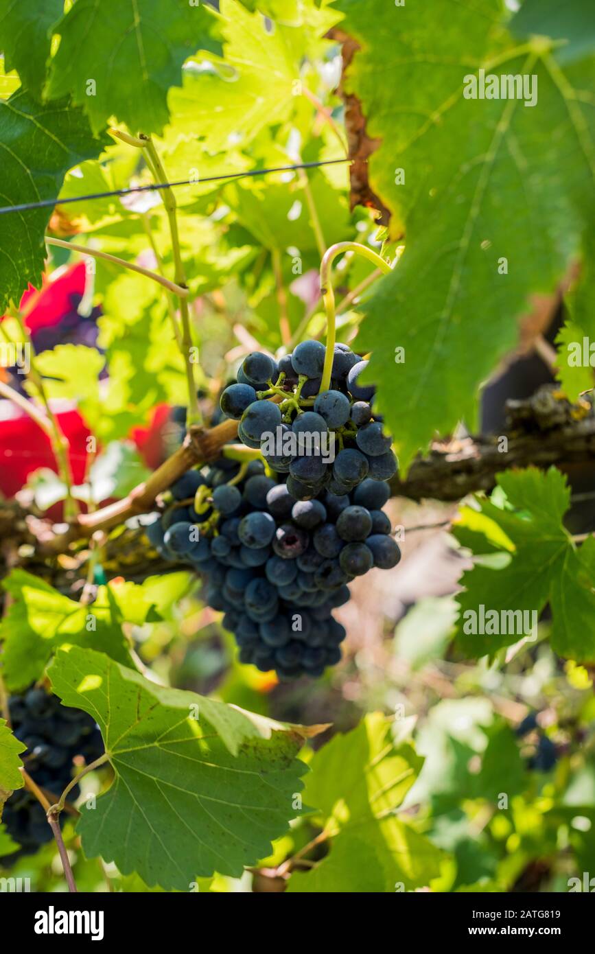 Bouquet de raisins Sangiovese sur la vigne dans le vignoble Banque D'Images