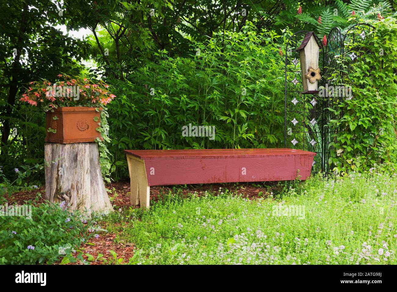 Rose Begonia 'Dragon Wing' dans un récipient en terre cuite carrée sur le dessus de la souche d'arbre , Glechoma hederacea - plantes de terre-Ivy, jaune Rudbeckia 'Herbstsonne Banque D'Images