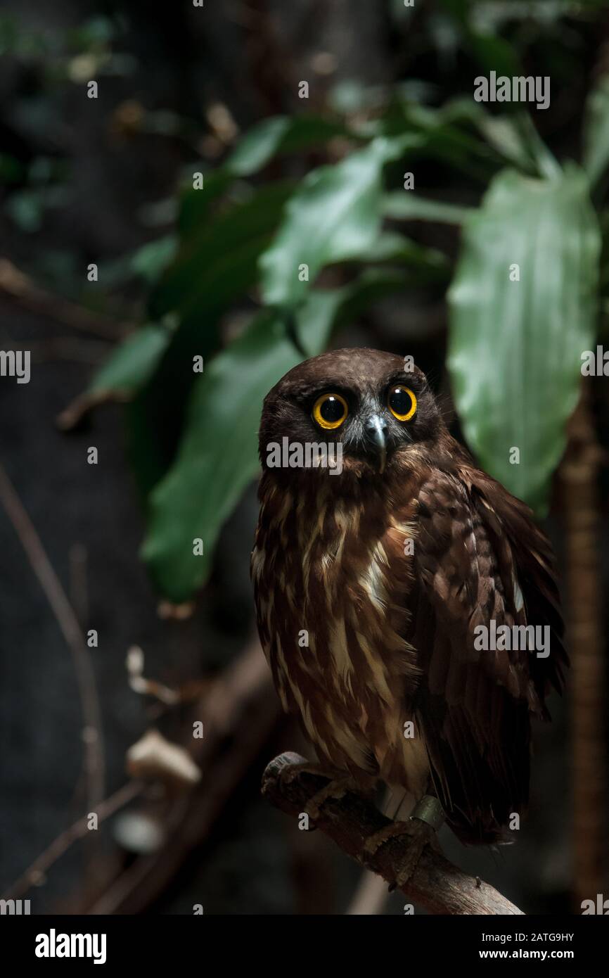 Un faucon-hibou brun (Ninox scutulata), également connu sous le nom de livre d'or brun au zoo d'Ueno, Tokyo, Japon. Banque D'Images