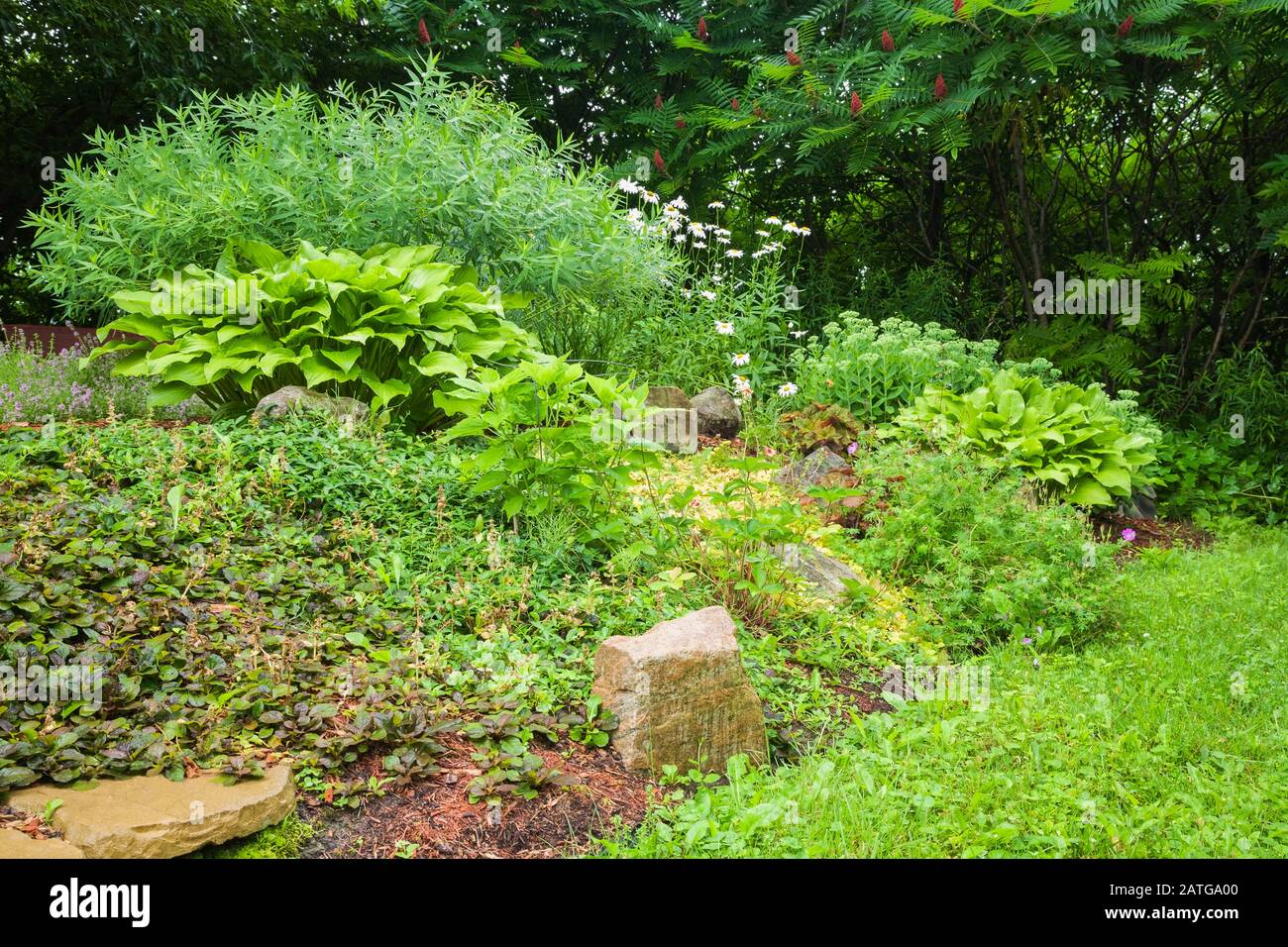 Ajuga 'Black Scallop', Lysimachia nummularia 'Aurea' - Loosestrife, Hosta plantaginea, Hibiscus moscheutos 'Luna Pink Swirl' - Swamp Rose Mallow Banque D'Images