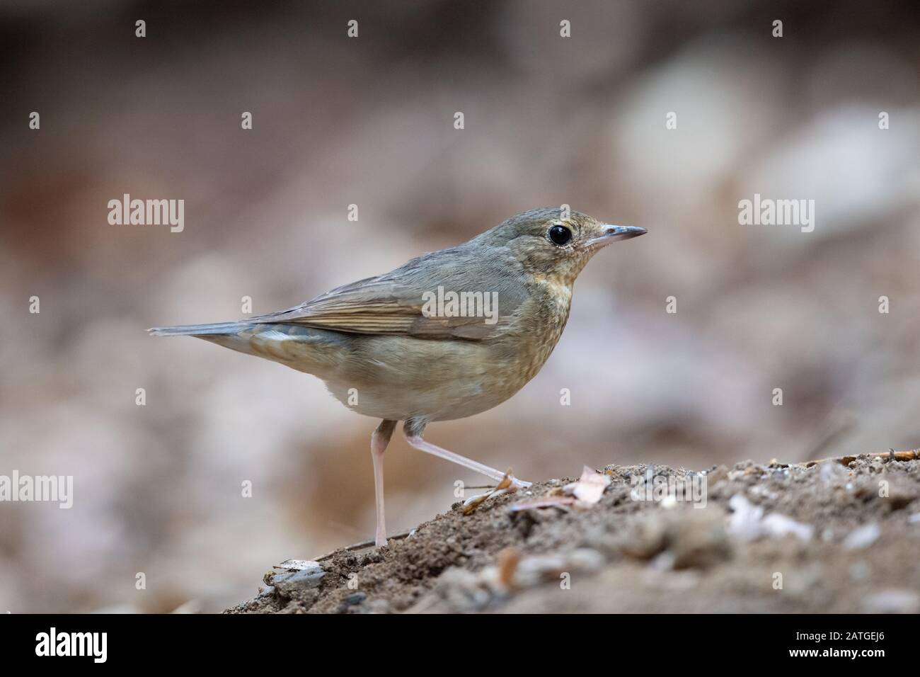 Le robin bleu sibérien (Larvivora cyane) est un petit oiseau de sérine. Banque D'Images