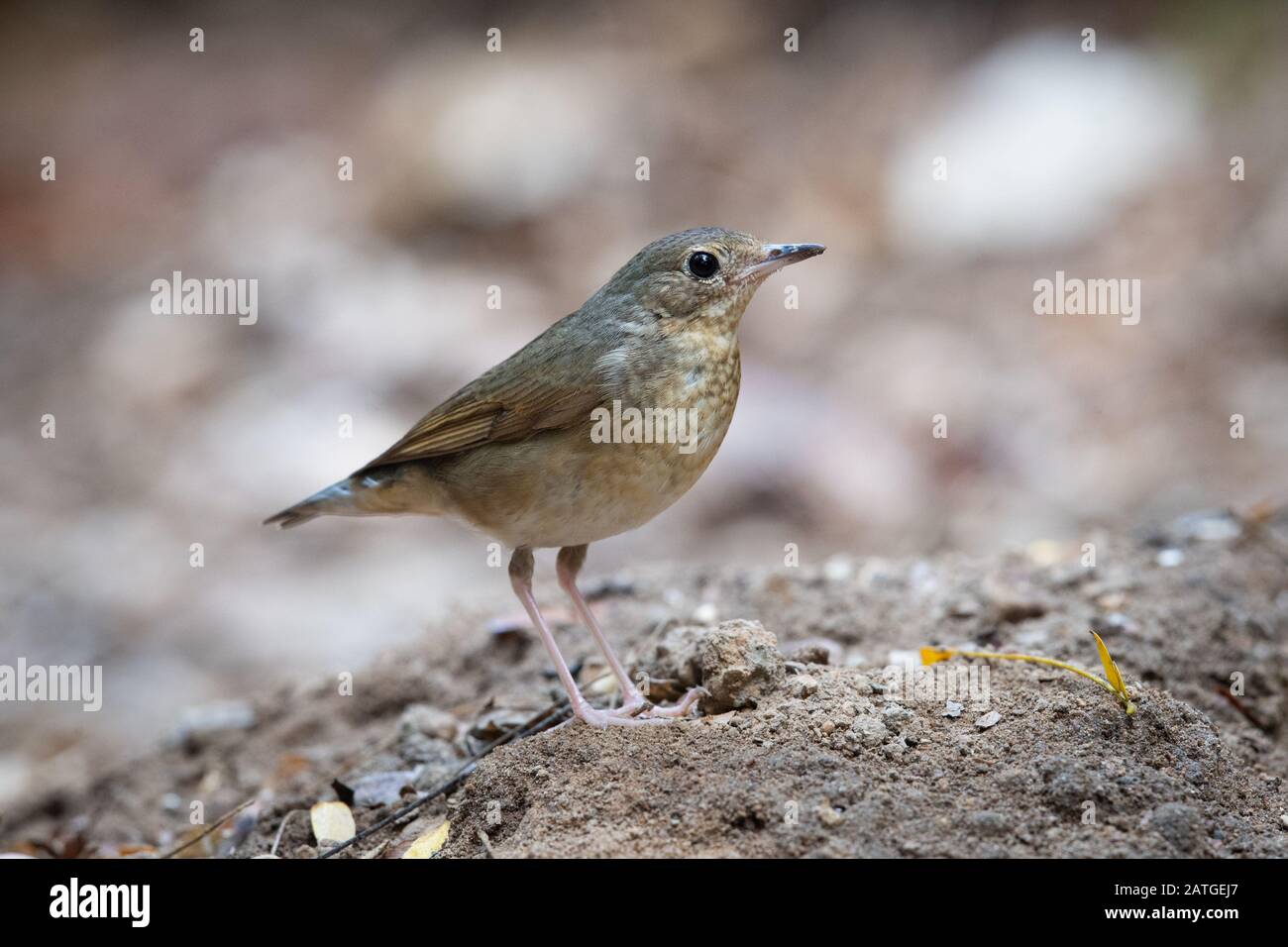 Le robin bleu sibérien (Larvivora cyane) est un petit oiseau de sérine. Banque D'Images