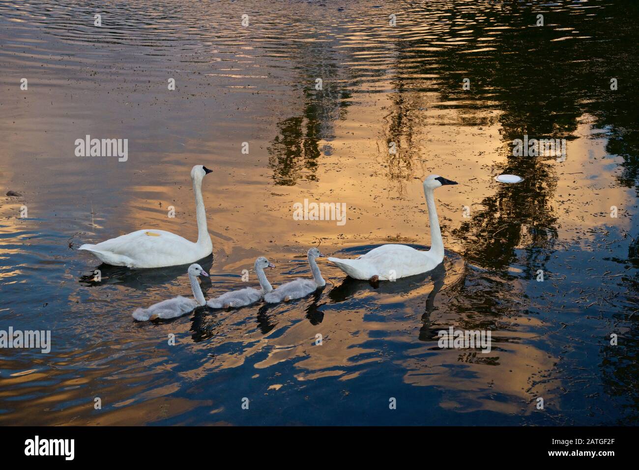 Printemps ensoleillé jour réflexion de l'eau. Swan dans la nature sauvage.élégant oiseau blanc. Banque D'Images